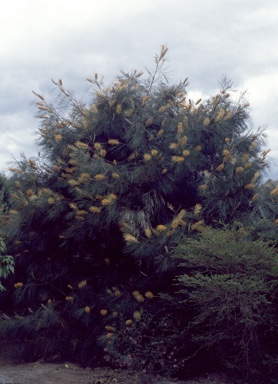 APII jpeg image of Grevillea 'Honey Gem'  © contact APII