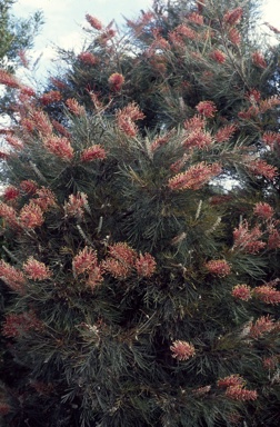 APII jpeg image of Grevillea 'Pink Surprise'  © contact APII