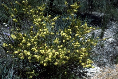 APII jpeg image of Calytrix flavescens  © contact APII