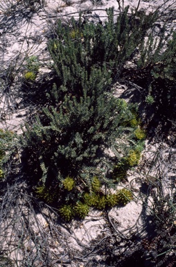 APII jpeg image of Darwinia virescens  © contact APII