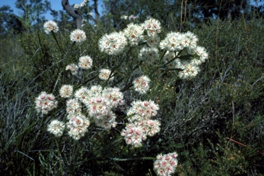 APII jpeg image of Verticordia ovalifolia  © contact APII