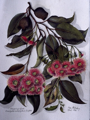APII jpeg image of Corymbia calophylla x ficifolia  © contact APII