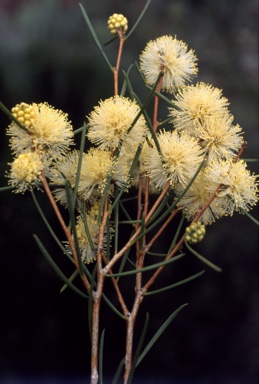 APII jpeg image of Melaleuca concreta  © contact APII