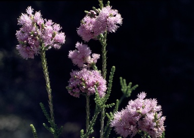 APII jpeg image of Melaleuca huegelii subsp. pristicensis  © contact APII