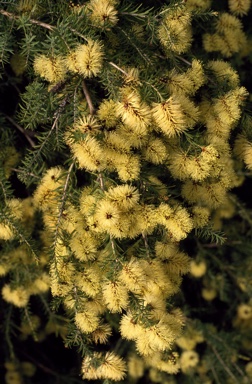 APII jpeg image of Melaleuca incana  © contact APII