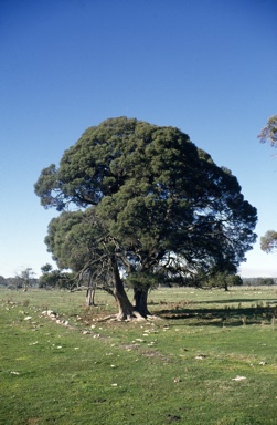 APII jpeg image of Melaleuca lanceolata  © contact APII