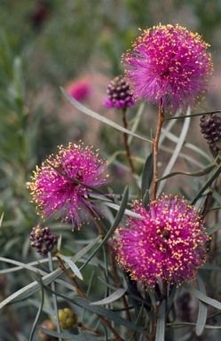 APII jpeg image of Melaleuca sp. aff. nematophylla  © contact APII