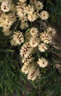 APII jpeg image of Melaleuca incana subsp. tenella  © contact APII