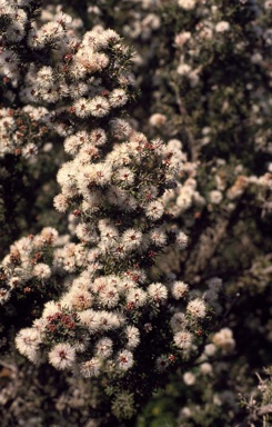 APII jpeg image of Melaleuca torquata  © contact APII