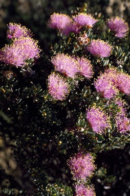 APII jpeg image of Melaleuca tuberculata var. macrophylla  © contact APII