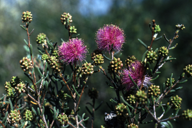 APII jpeg image of Melaleuca boeophylla  © contact APII