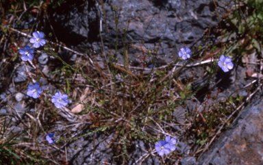 APII jpeg image of Linum marginale  © contact APII