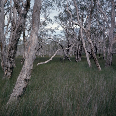 APII jpeg image of Melaleuca sp.  © contact APII