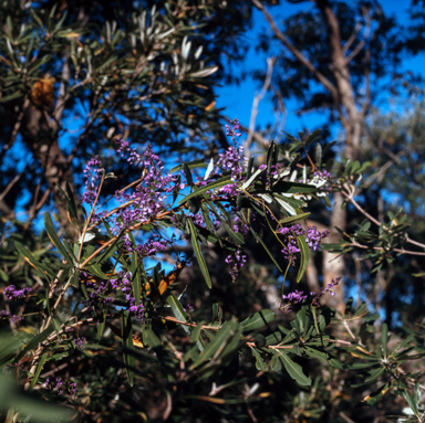 APII jpeg image of Hardenbergia violacea  © contact APII