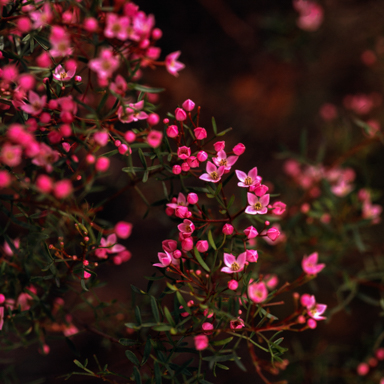 APII jpeg image of Boronia sp.  © contact APII