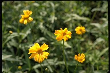 APII jpeg image of Acmella grandiflora var. brachyglossa  © contact APII