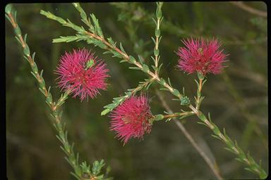 APII jpeg image of Beaufortia purpurea  © contact APII