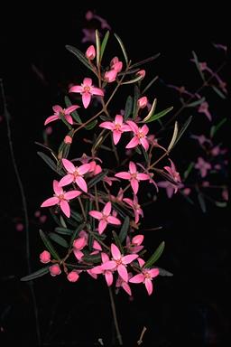 APII jpeg image of Boronia ledifolia  © contact APII