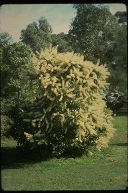 APII jpeg image of Buckinghamia celsissimma  © contact APII