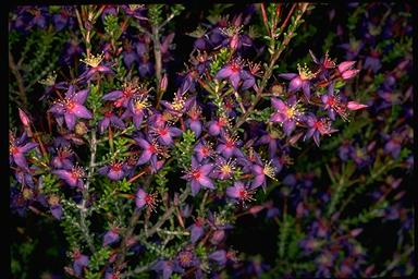 APII jpeg image of Calytrix brachyphylla  © contact APII