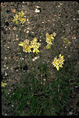 APII jpeg image of Conostylis stylidioides  © contact APII