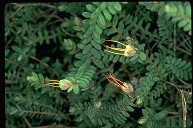 APII jpeg image of Darwinia citriodora  © contact APII