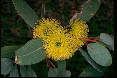 APII jpeg image of Eucalyptus preissiana  © contact APII