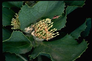 APII jpeg image of Hakea victoria  © contact APII