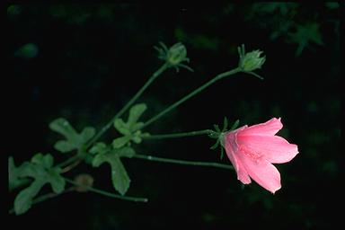 APII jpeg image of Hibiscus pedunculatus  © contact APII