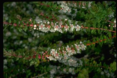 APII jpeg image of Hypocalymma cordifolium  © contact APII