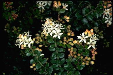 APII jpeg image of Leionema lamprophyllum subsp. obovatum MS  © contact APII