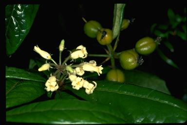 APII jpeg image of Pittosporum rubiginosum subsp. rubiginosum  © contact APII