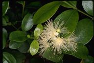 Syzygium australe - click for larger image