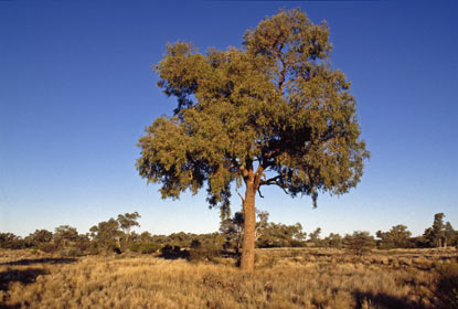 APII jpeg image of Corymbia terminalis  © contact APII