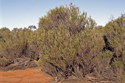 APII jpeg image of Melaleuca apostiba  © contact APII