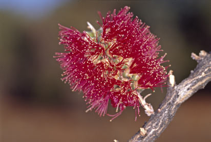 APII jpeg image of Melaleuca apostiba  © contact APII