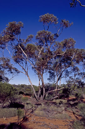 APII jpeg image of Eucalyptus balladoniensis subsp. sedens  © contact APII