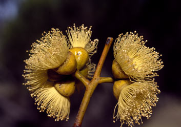 APII jpeg image of Eucalyptus balladoniensis subsp. sedens  © contact APII