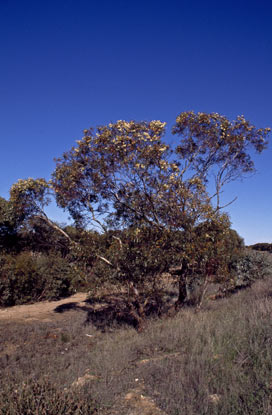 APII jpeg image of Eucalyptus calycogona var. calycogona  © contact APII