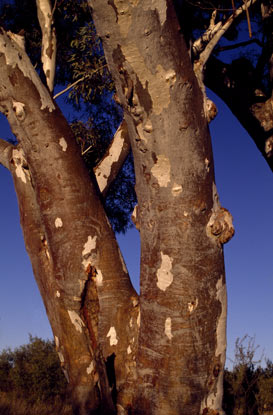 APII jpeg image of Eucalyptus camaldulensis subsp. arida  © contact APII