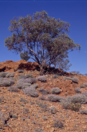 APII jpeg image of Eucalyptus carnei  © contact APII