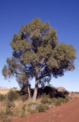 APII jpeg image of Corymbia chippendalei  © contact APII