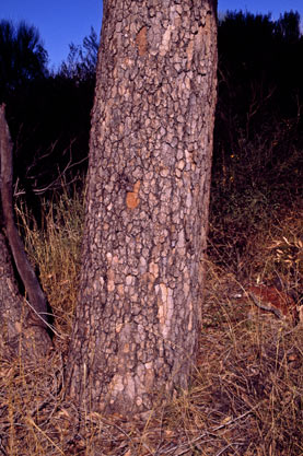 APII jpeg image of Corymbia chippendalei  © contact APII