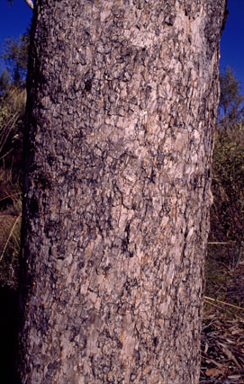 APII jpeg image of Corymbia chippendalei  © contact APII