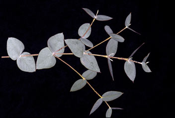 APII jpeg image of Eucalyptus sp. Great Victoria Desert (D.Nicolle & M.French DN 3877)  © contact APII