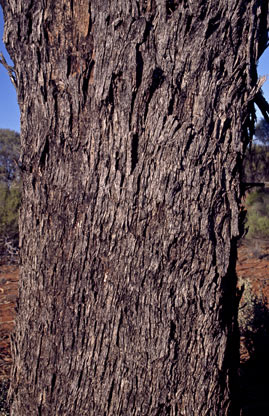 APII jpeg image of Eucalyptus clelandiorum  © contact APII