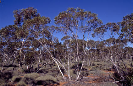 APII jpeg image of Eucalyptus cyclostoma  © contact APII