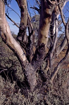 APII jpeg image of Eucalyptus cylindrocarpa  © contact APII