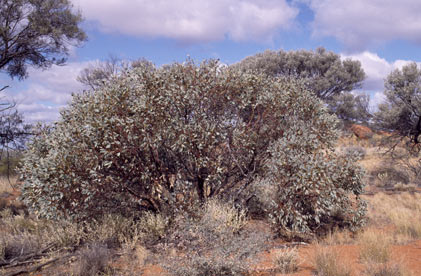 APII jpeg image of Eucalyptus ewartiana  © contact APII