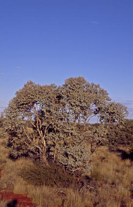 APII jpeg image of Eucalyptus gamophylla  © contact APII